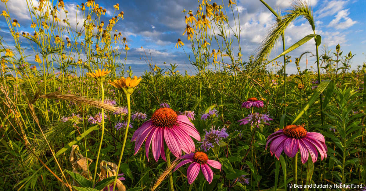 What is a Land Trust—and Why it Matters Now More Than Ever