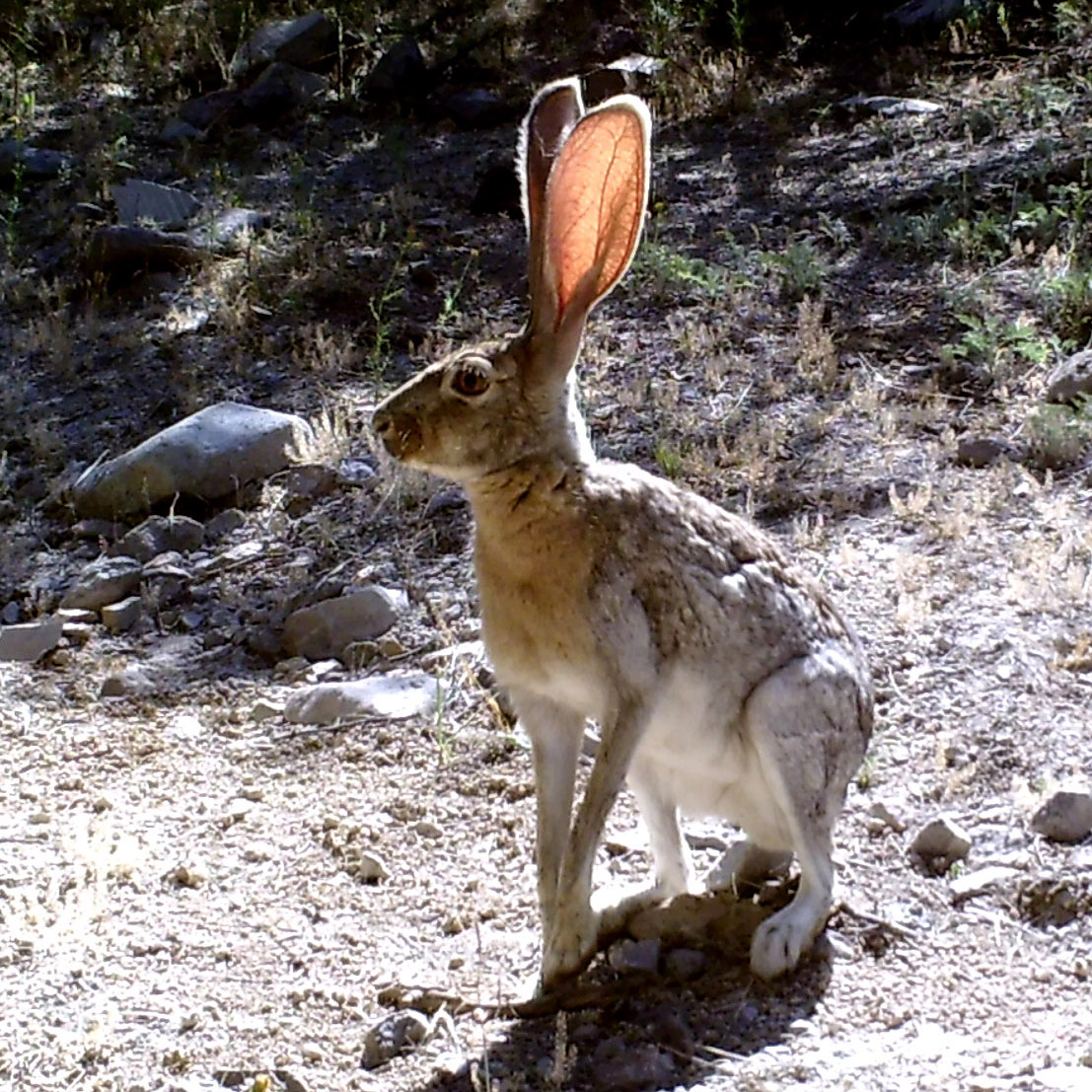 Lepus alleni-GMolinaP-Ran Basochuca-11.7 km NE Chinapa-15May20-1a-square-MDE-Wildlife-Camera