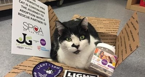 The SPCA of the Triad Experiences Lasting Benefits Thanks to Cat Pawsitive Pro
