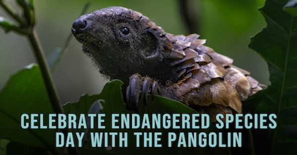 You’re Changing the Fate of the Pangolins this Endangered Species Day