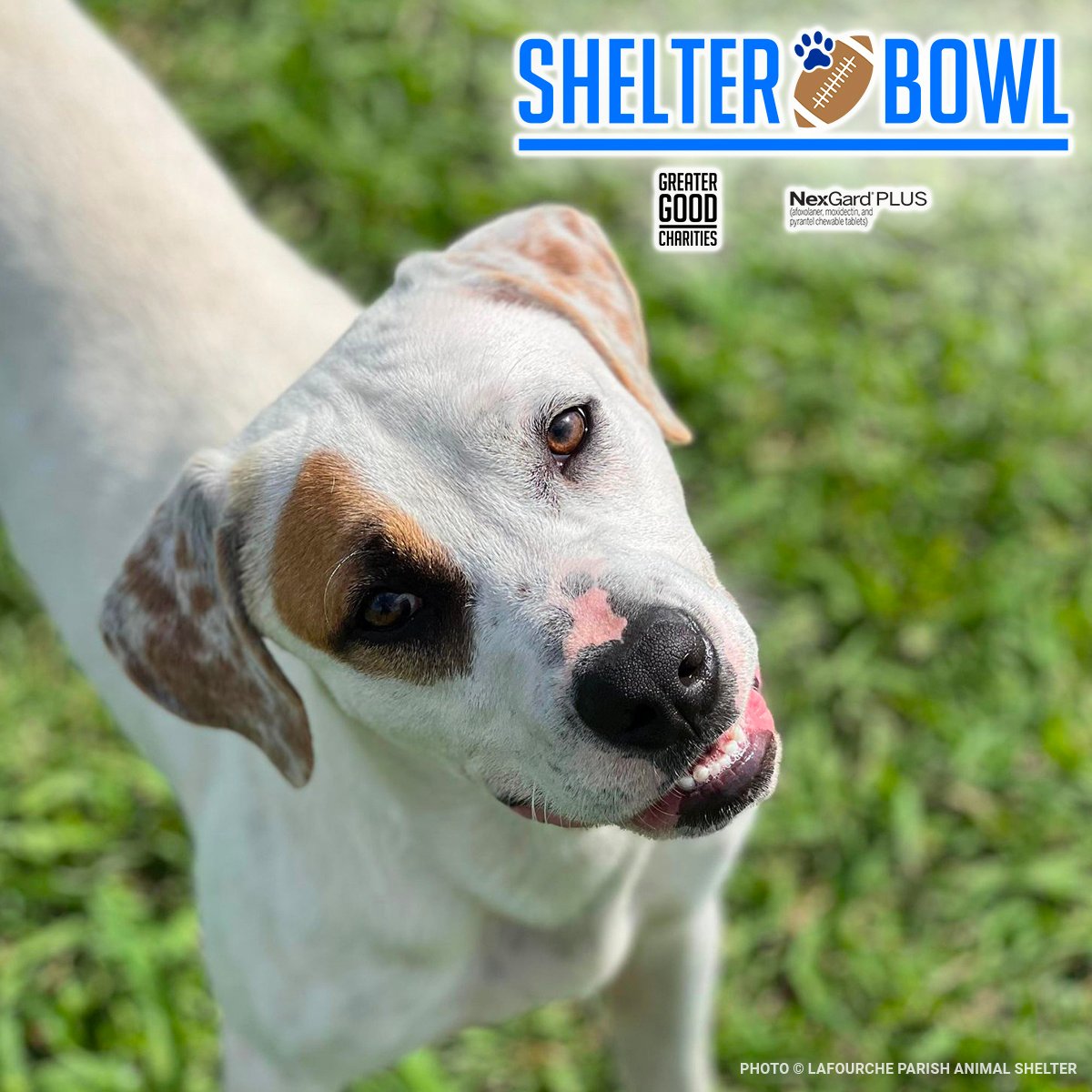 New-ShelterBowl25-Square-Dog4