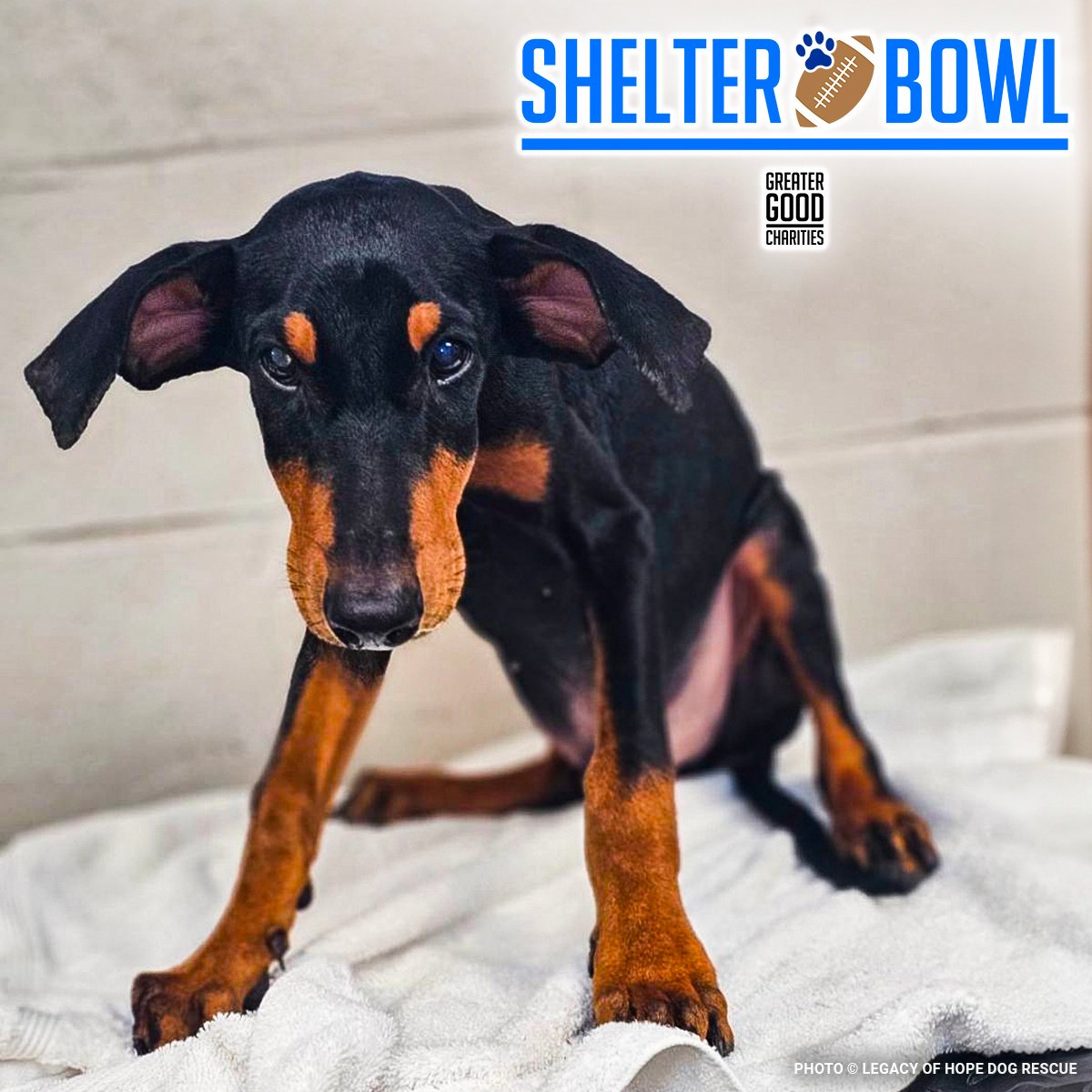 New-ShelterBowl25-Square-Featured-Duke2-GGCLogo