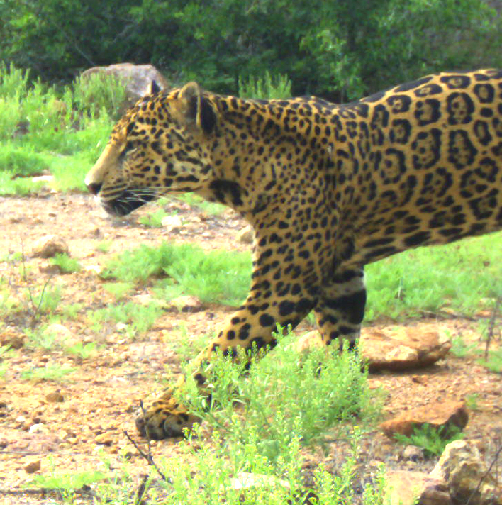 Panthera onca-Luisa-JMGalazG-La Locha-Ran Pueblo Viejo-22.8 km ESE Divisaderos-3April20-1b