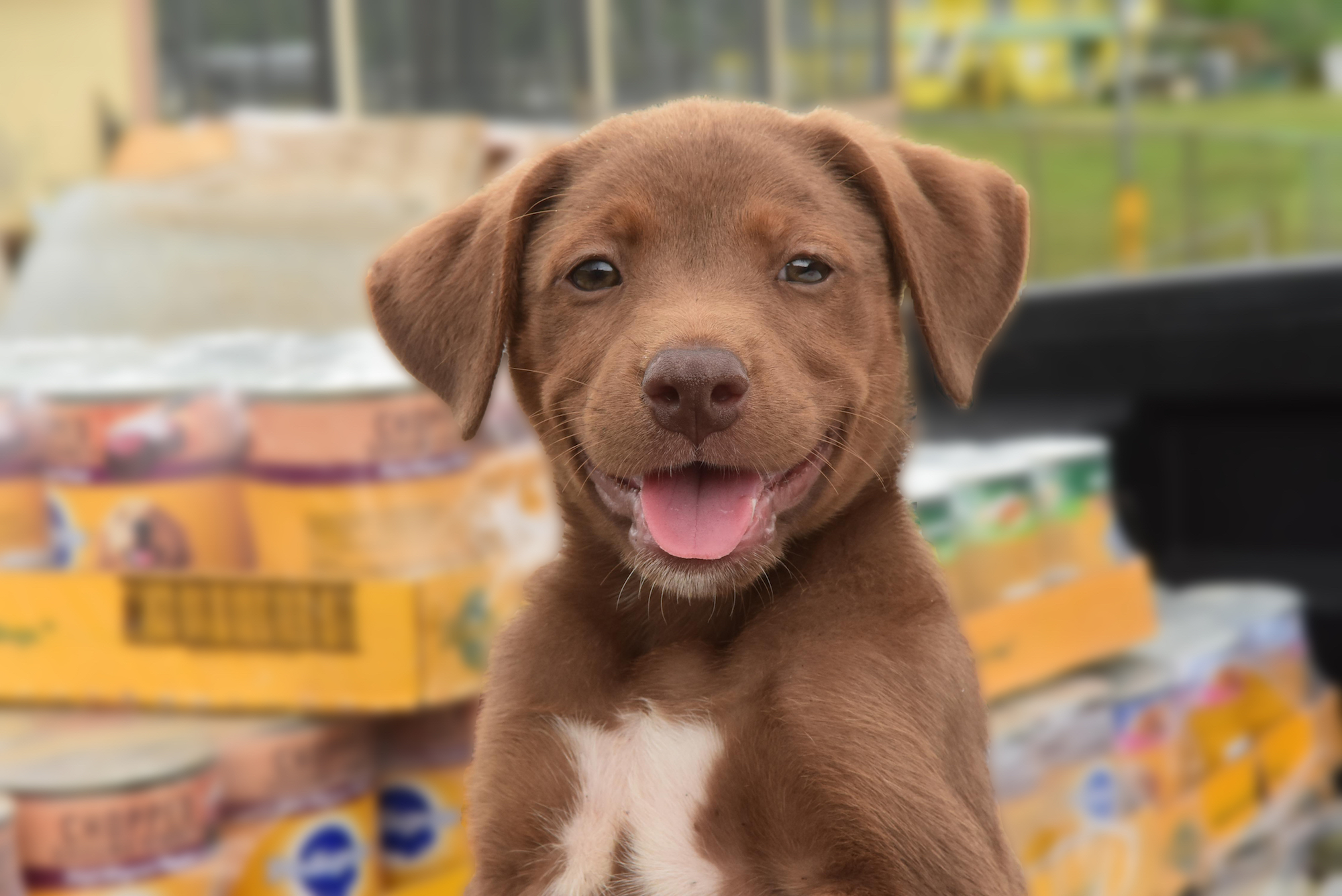 Smiling puppy sitting in front of pallets of food donated to Greater Good Charities' Rescue Bank program.