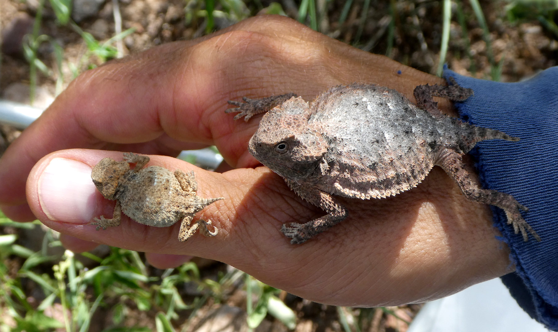 Phrynosoma ditmarsi baby #3&yearling-ALReinaG-Barr Basaitequi-17Jul22-1a