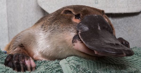Rehabilitating Platypus After an Australian Drought