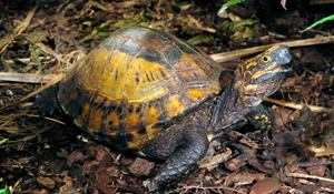 Help Save the Indochinese Box Turtle