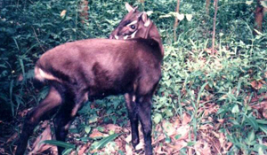 Help Save the Saola