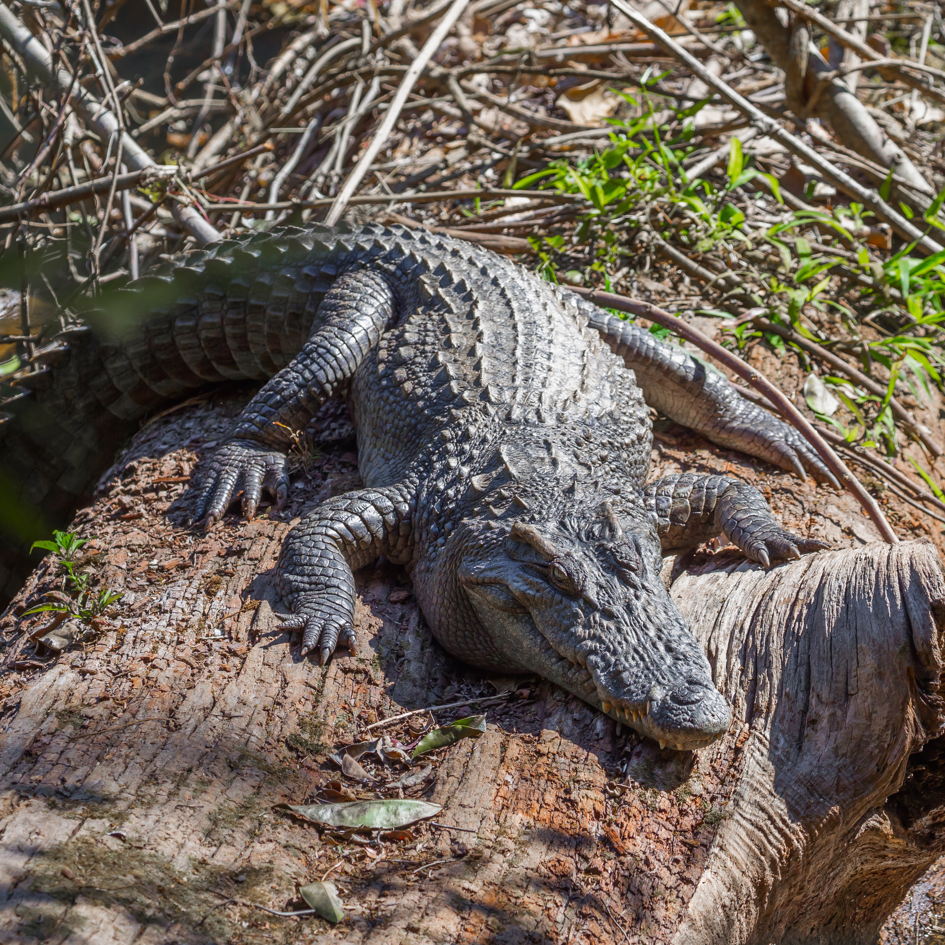 Project-Peril-Siamese-Crocodile-02-1