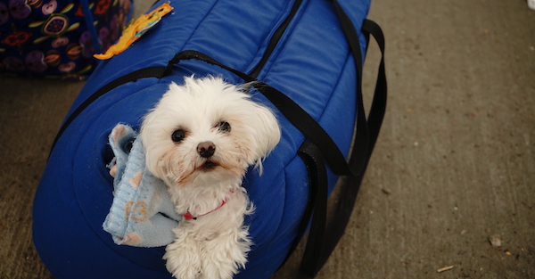 How You're Driving On-the-Ground Relief for Ukrainian Refugees and Their Pets