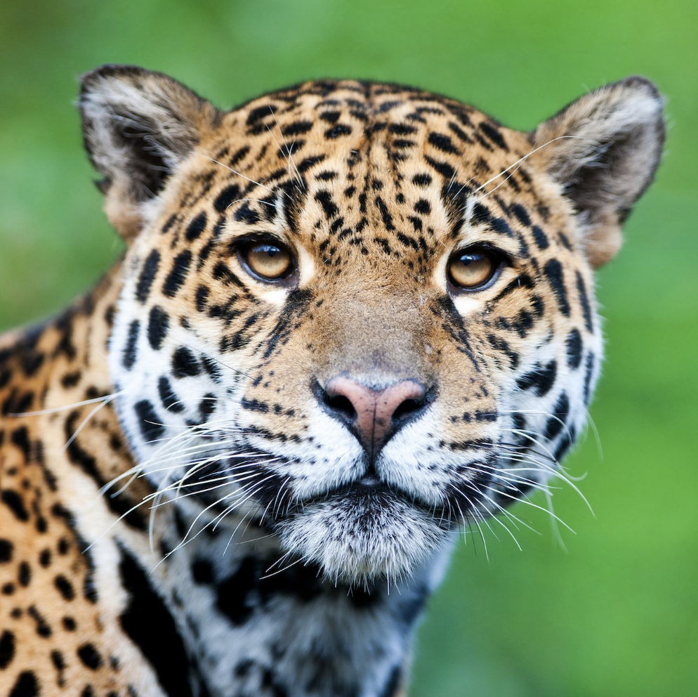 Help Save the Jaguar