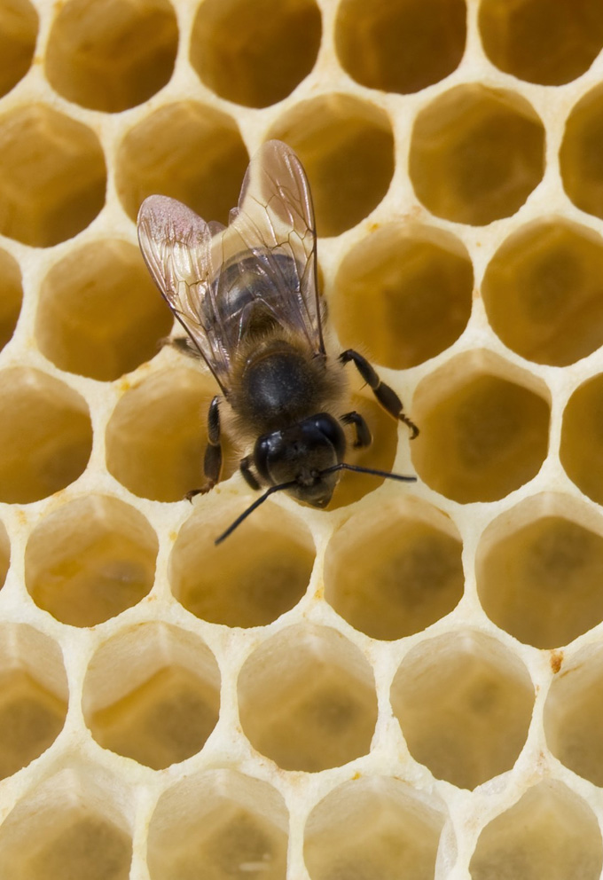 Help Save Bees with Project Peril