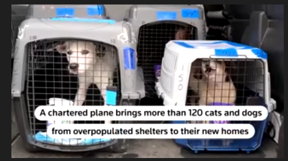 Homeless pets arrive in New Jersey to find fur-ever homes