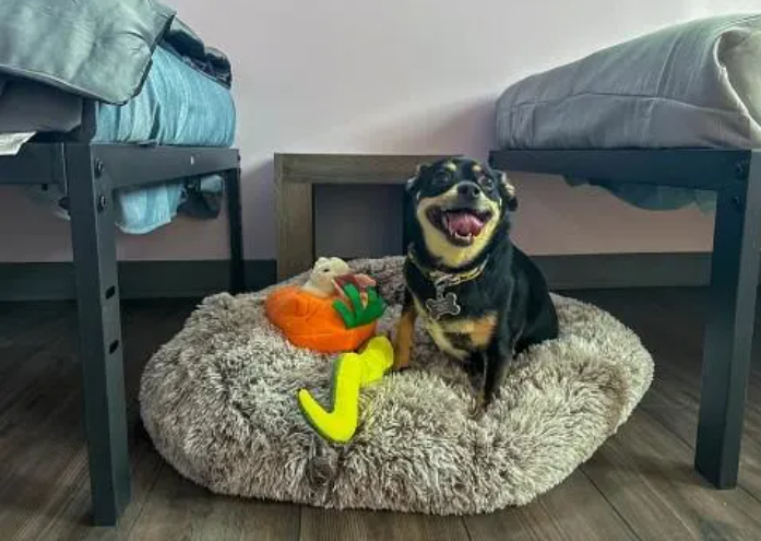 Homeless pets arrive in New Jersey to find fur-ever homes