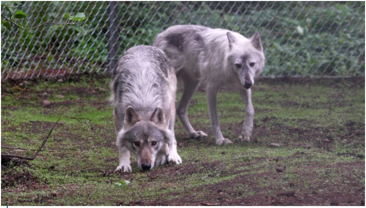 Gray wolf brothers join pack at Tenino sanctuary after cross-country journey