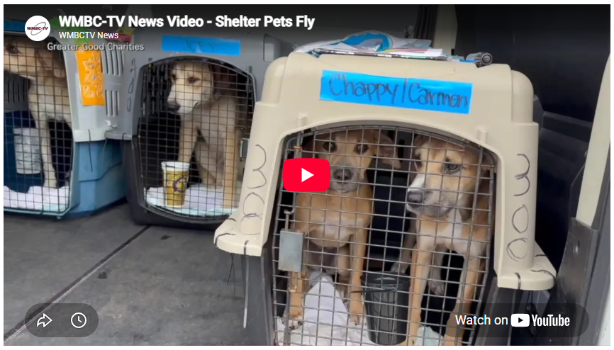Shelter Pets Fly