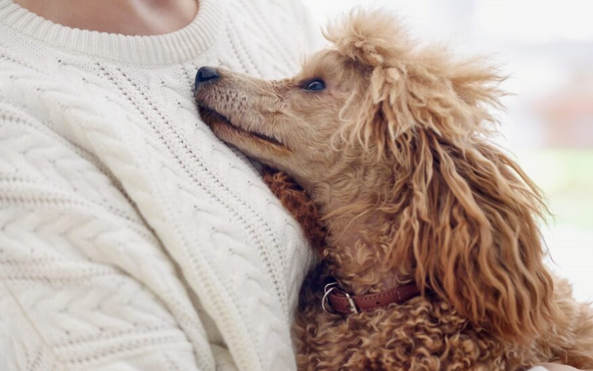 NFL Supports RedRover Efforts to Help Survivors, Pets Find Safety from Abuse
