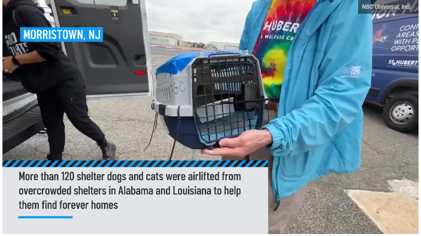 NBC's Clear The Shelters drives more than 160K adoptions and $628K in donations in 2025