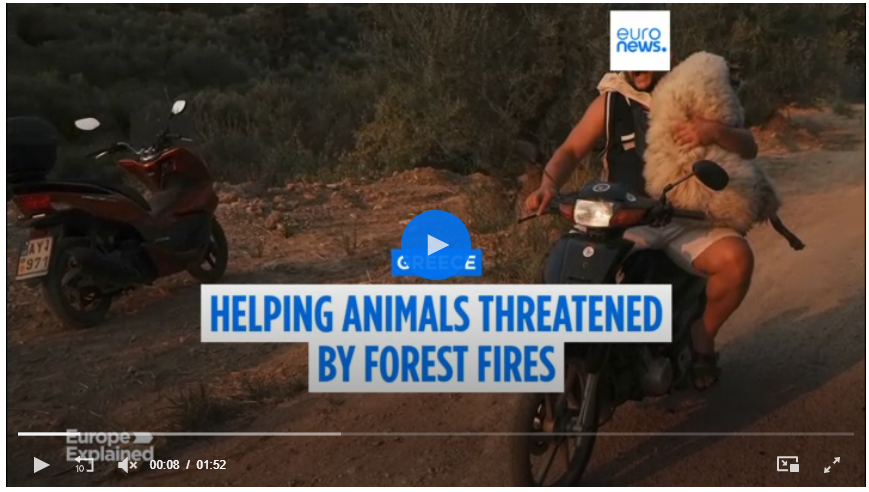 Fires in Greece: helping the animals