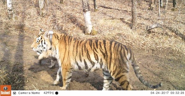 Svetlaya and Borya: A Tiger Love Story