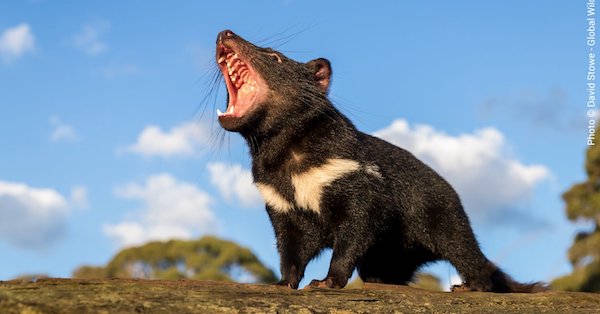 Hope for Tasmanian Devils