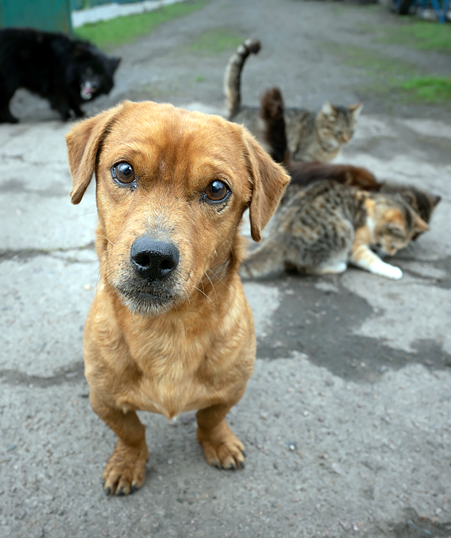 TransportPets_HalfHeader-1