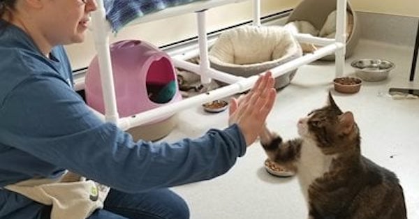 The Cats of Gifford Cat Shelter are Progressing by Leaps and Bounds with Cat Pawsitive Pro