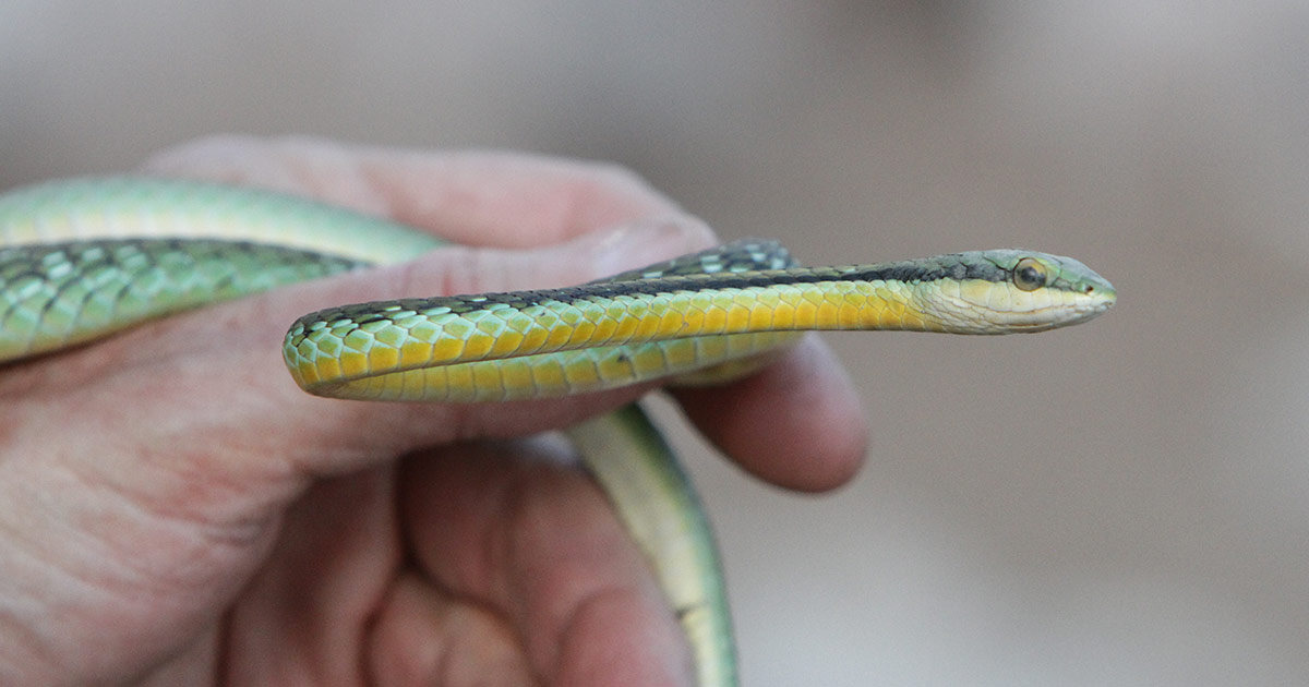 Parrot Snakes: A Closer Look at a Vibrant Species