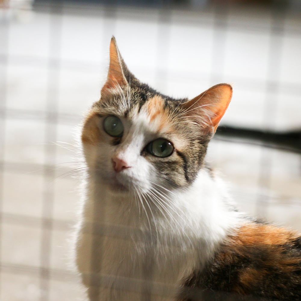 VS-Photograph_20180319_Stock_GGC_SadCats_001_©GGC copy-1 VS-Photograph_20180319_Stock_GGC_SadCats_001_©GGC copy-1