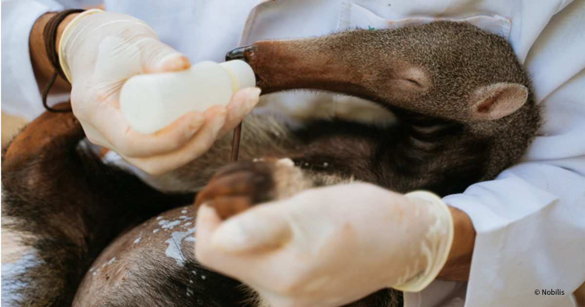 In the path of danger: Protecting Giant Anteaters & Armadillos