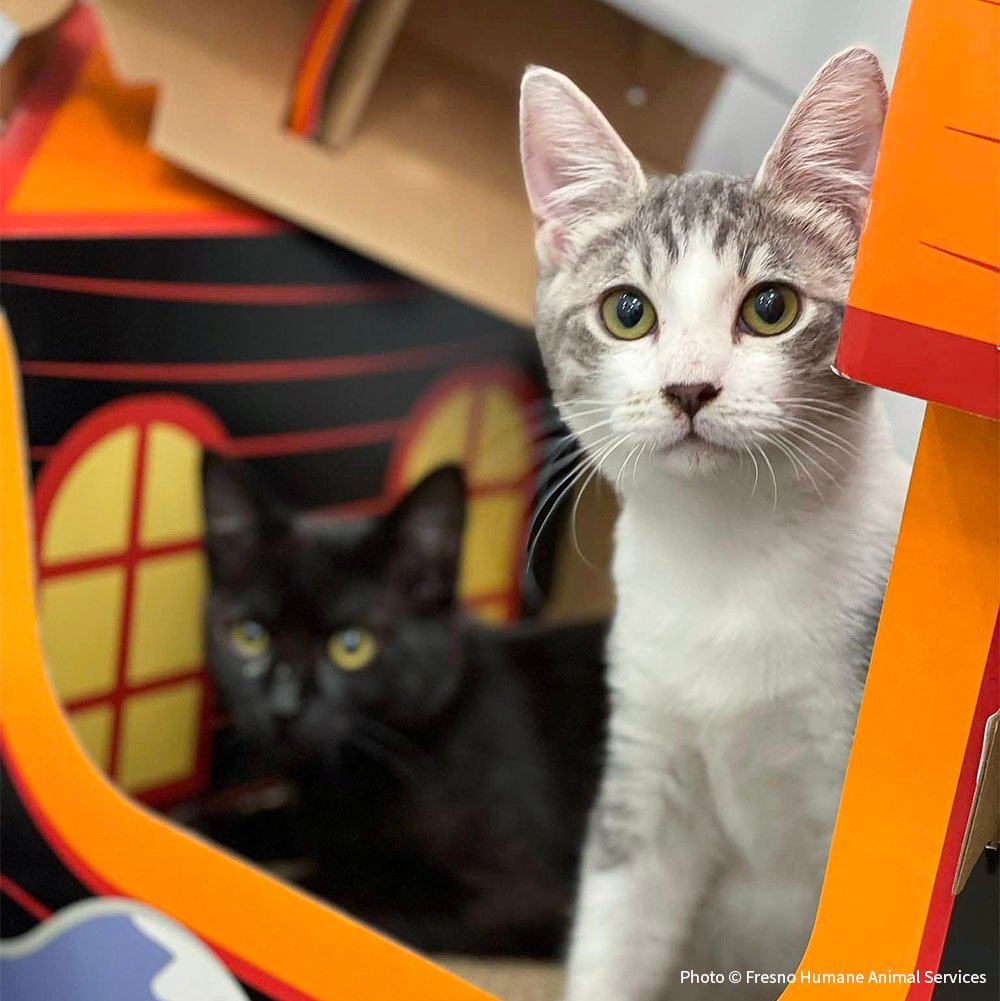 VS-Photograph_20230922_GDS_ARS_FHAS_001_©FresnoHumaneAnimalServices