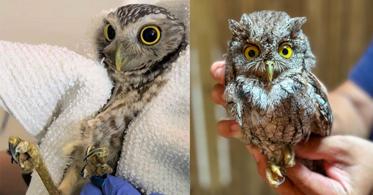 The Vital Role of Burrowing Owls in Our Ecosystem