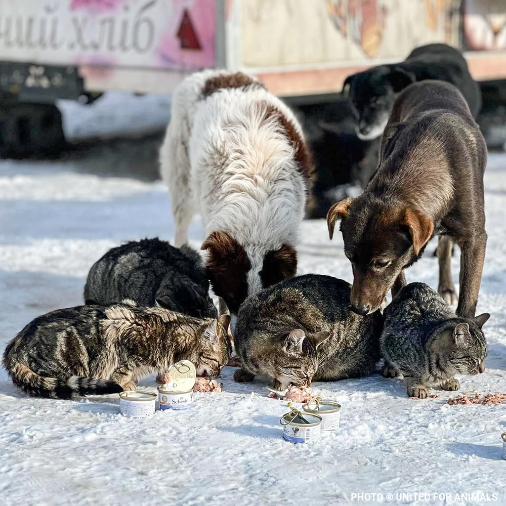 VS-Photograph_20240117_DRI_Ukraine_UnitedforAnimals_002 copy VS-Photograph_20240117_DRI_Ukraine_UnitedforAnimals_002 copy