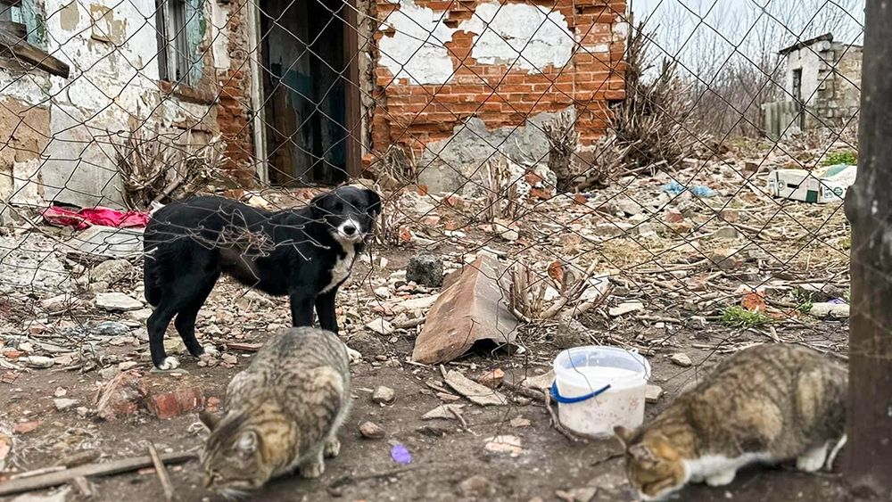 Safe Haven: The Impact of Winter Relief Shelters for Homeless Pets in Ukraine