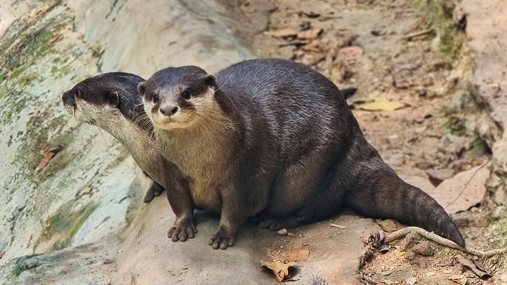 9 fun Facts About Small-Clawed Otters And how you can save them