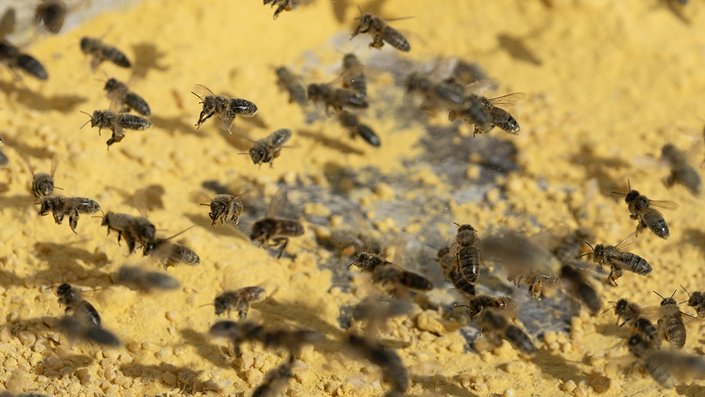 How Bees Affect the Food Chain