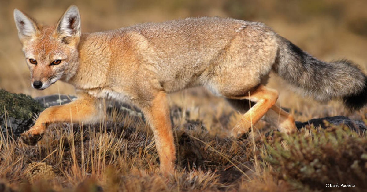 Saving Argentina’s Gray & Culpeo Foxes