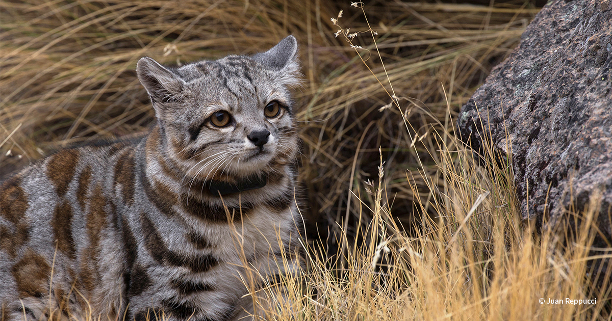 Species Spotlight: Argentina’s Andean Cat