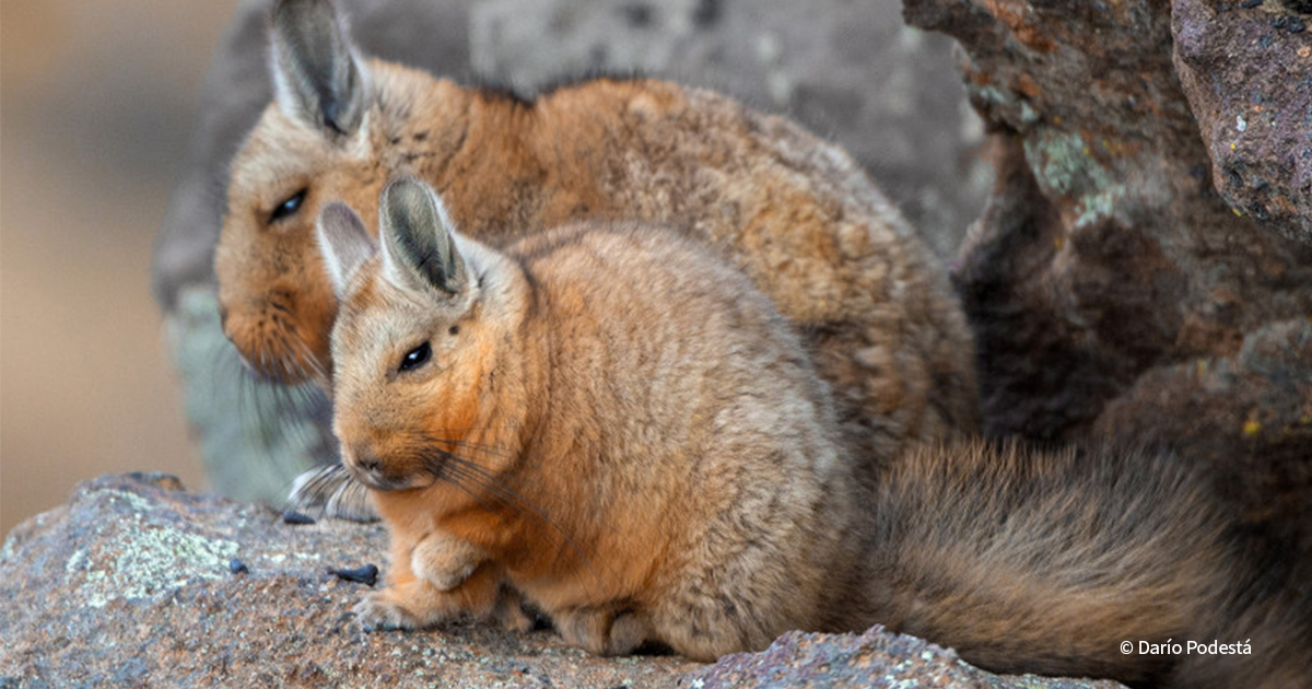 Protecting the Plains Viscacha and Its Wild Neighbors