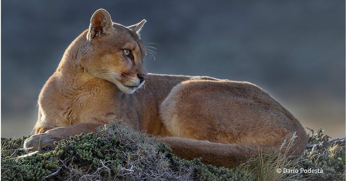 Protecting Pumas in Argentina’s Wild Spaces