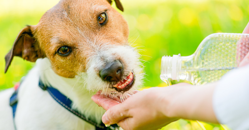 How to Keep Pets Safe During Extreme Heat