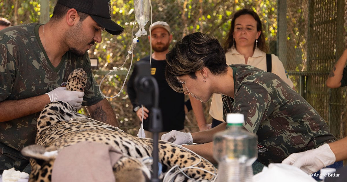 Wildfires Devastate the Pantanal: A Call to Save Brazil's Wildlife