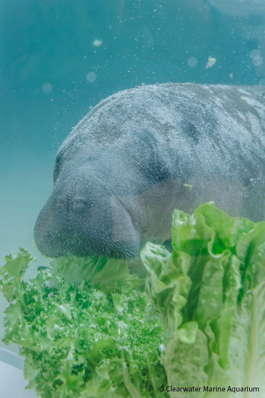 VS-Photograph_20240826_BC-DRD_CMA_Manatees_Zamboni_and_Yeti_002_©ClearwaterMarineAquarium