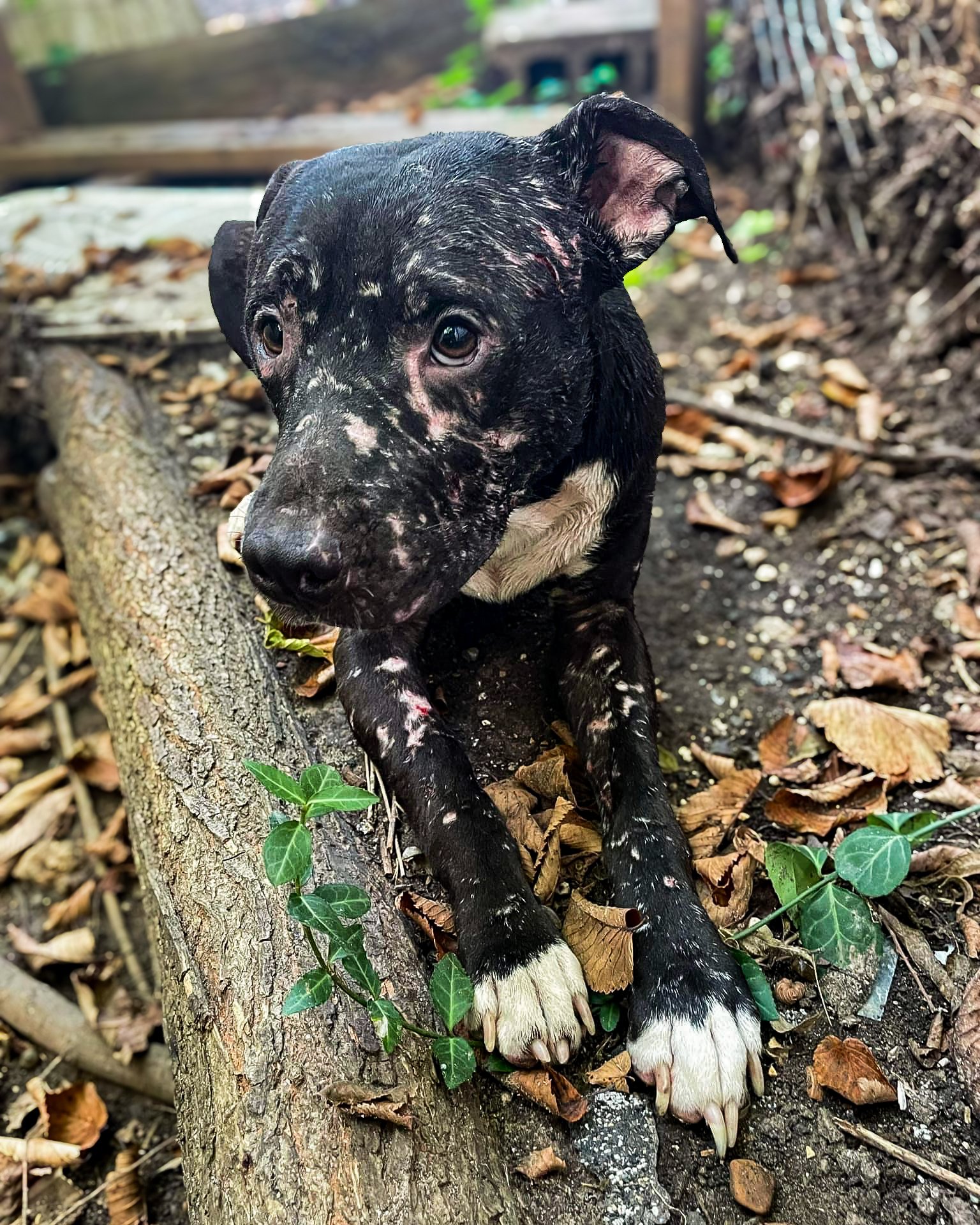 VS-Photograph_20240826_GDS_OKPCS_Rocky_001_©OklahomaPetCollectiveSociety