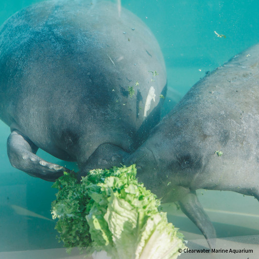 VS-Photograph_20240827_BC-DRD_CMA_Manatees_Zamboni_and_Yeti_001_©ClearwaterMarineAquarium (1)