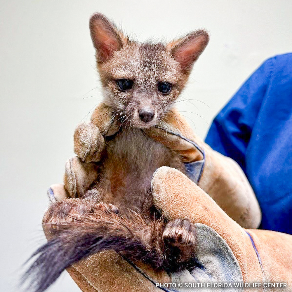 VS-Photograph_20240911_WEAM_SFWC_FoxKits_002_©SouthFloridaWildlifeCenter copy