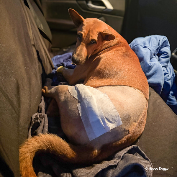 VS-Photograph_20241213_EAM_Thailand_HD_Rolo_001_©HappyDoggo