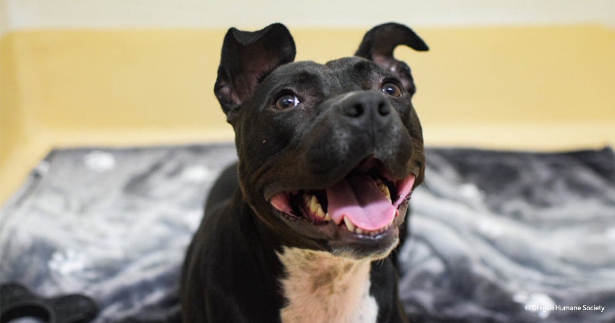 Three-Legged Shelter Dog That Braved Hurricane Finds New Hope in Oregon