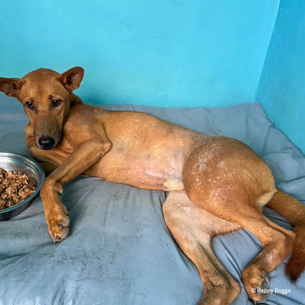 VS-Photograph_20250109_EAM_Thailand_HD_Rolo_001_©HappyDoggo VS-Photograph_20250109_EAM_Thailand_HD_Rolo_001_©HappyDoggo