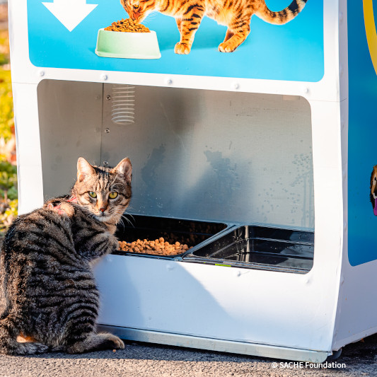 VS-Photograph_20250117_DRI_Romania_CatFoodDispensers_001_©SACHEFoundation